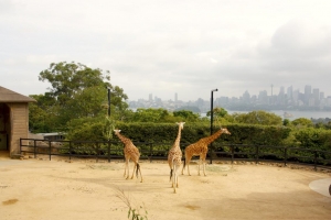 Sydney_Zoo.jpg